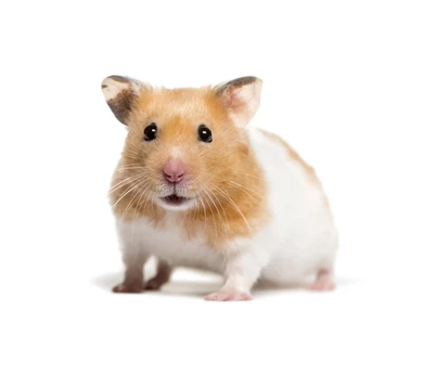 hamster