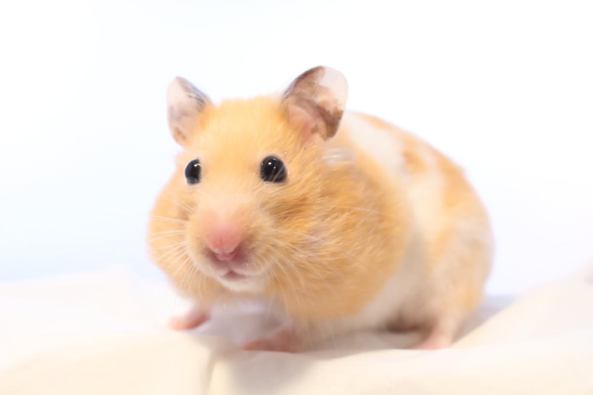 hamster