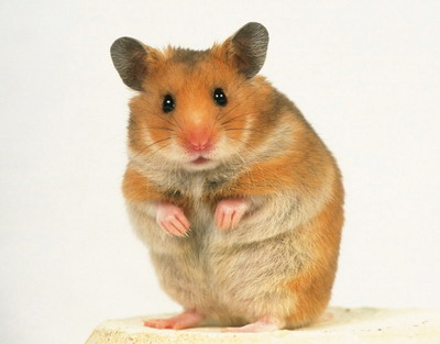 hamster