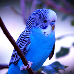 blue parakeets