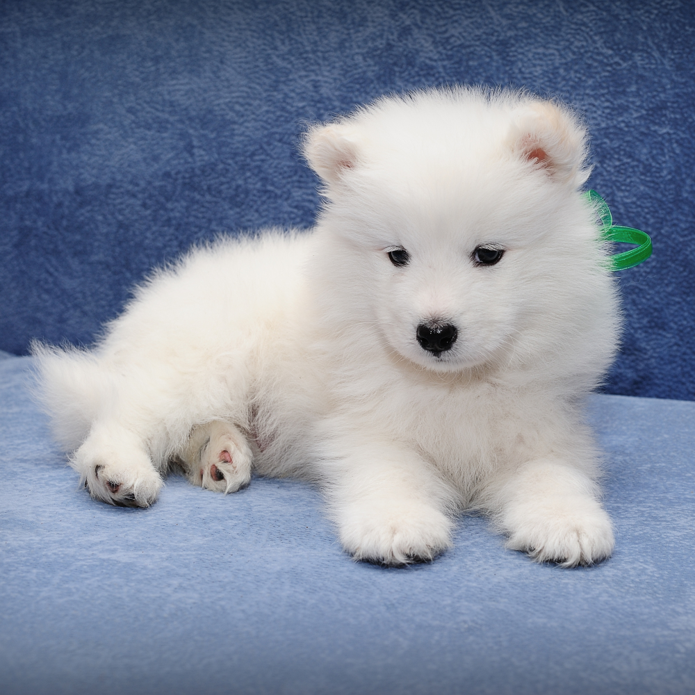 white puppie